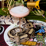 Matriarchy Champagne Coup